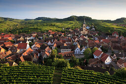 View over vineyard to Oberrotweil, Vogtsburg, Baden-Wuerttemberg, Germany
