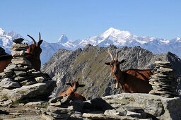 Blick über Bergziegen auf dem Eggishorn zum Monte Rosa u. Matterhorn, Wallis, Schweiz