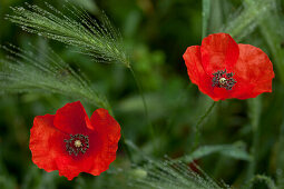 Poppies and wheat with dew, La Rioja, Northern Spain, Spain, Europe