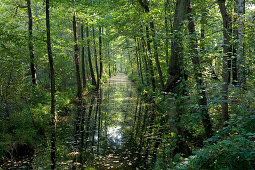 Spreewald near Lehde, biosphere reserve Spreewald, Brandenburg, Germany, Europe