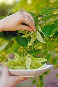 Picking linden tree flowers for infusion