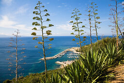 Amerikanische Agaven an den Klippen über dem Hafen von Cargese, Westküste, Korsika, Frankreich, Europa