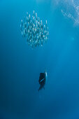 Segelfisch jagt Sardinen, Istiophorus albicans, Isla Mujeres, Halbinsel Yucatan, Karibik, Mexiko