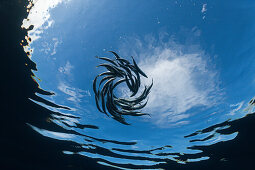 Shoaling Sardines, Sardina pilchardus, Isla Mujeres, Yucatan Peninsula, Caribbean Sea, Mexico