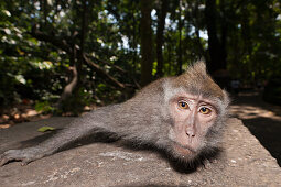 Longtailed Macaque, Macaca fascicularis, Bali, Indonesia