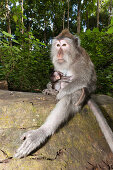 Longtailed Macaques, Macaca fascicularis, Bali, Indonesia