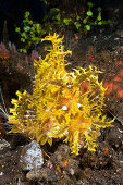 Gelber Algen-Schluckspecht, Rhinopias frondosa, Alam Batu, Bali, Indonesien