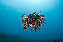 Federstern schwebt ueber Riff, Comantheria sp., Alam Batu, Bali, Indonesien