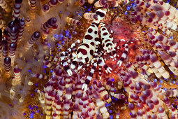 Commensal Shrimp of Fire Sea Urchin, Periclimenes colemani, Alam Batu, Bali, Indonesia