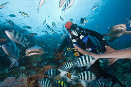 Whitetip Reef Shark at Shark Feeding, Triaenodon obesus, Beqa Lagoon, Viti Levu, Fiji