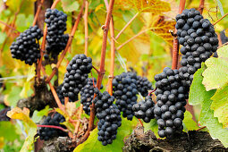 Rote Weintrauben an herbstlich verfärbtem Weinstock, Genfer See, Weinberge von Lavaux, UNESCO Welterbe Weinbergterrassen von Lavaux, Waadtland, Schweiz, Europa