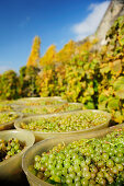 Weintrauben in Bottichen bei Weinlese, Genfer See, Weinberge von Lavaux, UNESCO Welterbe Weinbergterrassen von Lavaux, Waadtland, Schweiz, Europa