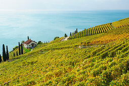 Villa in vineyard with lake Geneva, lake Geneva, Lavaux Vineyard Terraces, UNESCO World Heritage Site Lavaux Vineyard Terraces, Vaud, Switzerland, Europe