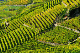 Blick auf Weinberg, Genfer See, Weinberge von Lavaux, UNESCO Welterbe Weinbergterrassen von Lavaux, Waadtland, Schweiz, Europa