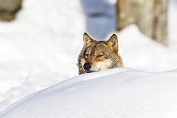 Wolf im Schnee, Nationalpark Bayerischer Wald, Bayern, Deutschland, Europa