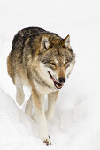 Wolf im Schnee, Nationalpark Bayerischer Wald, Bayern, Deutschland, Europa