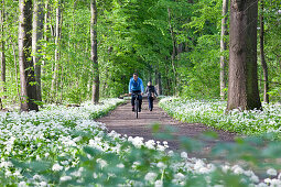 Cyclist passing riparian forest with blooming wild garlic, Leipzig, Saxony, Germany