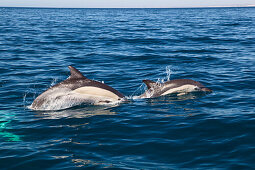 Gemeine Delfine, Delphinus delphis, im Atlantik vor der Algarve, Portugal, Europa