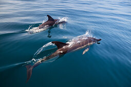 Gemeine Delfine, Delphinus delphis, im Atlantik vor der Algarve, Portugal, Europa