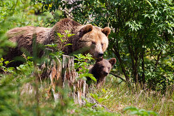Braunbären, Bärin mit Jungen, Ursus arctos, Nationalpark Bayerischer Wald, Niederbayern, Deutschland, Europa
