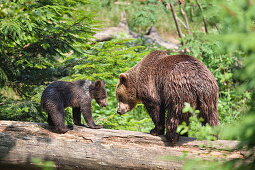 Brown bear (Ursus arctos) and cub on tree log, Bavarian Forest National Park, Bavaria, Germany