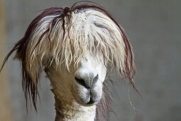 Lama pacos, alpaca with funny hairstyle in a zoo, Andes, South America, America