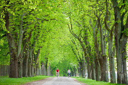 Young couple cycling along a tree-lined path near Ahrensberg, Mecklenburgian Lake District, Mecklenburg-Pomerania, Germany
