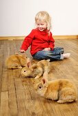 Stock photo of a four year old girl playing with her pet rabbits on a wooden floor