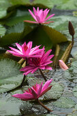 Water lilies in a pond at Datai Resort, Lankawi Island, Malaysia, Asia