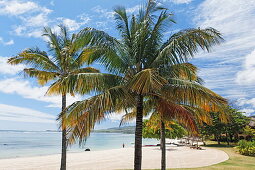 Palmen am Strand des Shanti Maurice Resort im Sonnenlicht, Souillac, Mauritius, Afrika