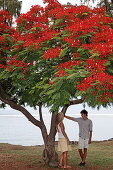 A couple standing under a Flamboyant tree in Saint Leu, La Reunion, Indian Ocean