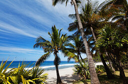 Palm trees on the beach of Grand Anse in Petite Ile, La Reunion, Indian Ocean