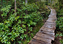 Walkway Through Forest, Olympic National Park, near Forks, WA, U.S.