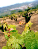Weinrebe, Weinfelder von San Esteban de Valle, unter Massiv Oriental, südliche Sierra de Gredos, Kastilien-León, Spanien