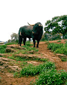 Fighting bull Toro Bravo, breed of Ganaderia de Sancho Dávila, Sierra Morena, Andalusia, Spain