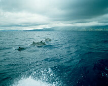 Schwarm von Flecken-Delphinen, Whale Watching Tour, vor Südküste der Insel Sao Miguel, Azoren, Portugal