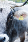 Kuh mit Ohrmarke, Leutaschtal, Tirol, Österreich