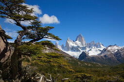Südbuche, Lenga, Blick zum Mt. Fitz Roy, Nationalpark Los Glaciares, bei El Chalten, Patagonien, Argentinien