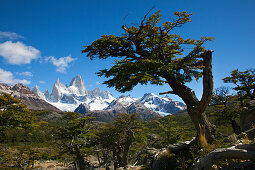 Southern beech, nothofagus, view to Mt. Fitz Roy, Los Glaciares National Park, near El Chalten, Patagonia, Argentina