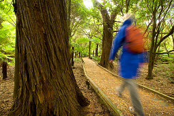 Brettersteg im Regenwald des Lilly Pilly Gully, Wilsons Promontory National Park, Victoria, Australien