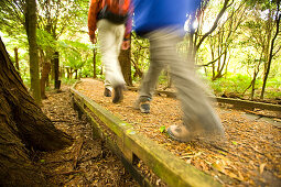 Board walk in the rain forest, Lilly Pilly Gully, Wilsons Promontory National Park, Victoria, Australia