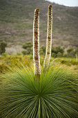 Flowering grass tree, Wilsons Promontory National Park, Victoria, Australia