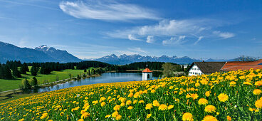 Blick von Hegratsried auf Tegelberg, Säuling und Tannheimer Berge, Ostallgäu, Deutschland, Europa