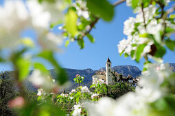 View through apple trees in blossom to village with church, Eppan, Meran, South Tyrol, Italy