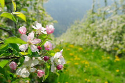Apple trees in blossom, Partschins, Vinschgau, South Tyrol, Italy, Europe