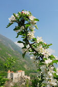 Apple blossom, Kastelbell castle in background, Kastelbell-Tschars, Vinschgau, South Tyrol, Trentino-Alto Adige/Suedtirol, Italy