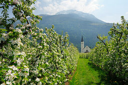 Apple trees in blossom with church and mountains in background, Vinschgau, Val Venosta, South Tyrol, Italy, Europe