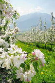 Blühende Apfelbäume, Berge im Hintergrund, Vinschgau, Südtirol, Trentino-Südtirol, Italien