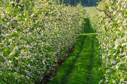 Apple trees in blossom, Vinschgau, South Tyrol, Trentino-Alto Adige/Suedtirol, Italy