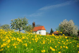 Kapelle auf einer Blumenwiese mit blühenden Obstbäumen, Oberbayern, Bayern, Deutschland